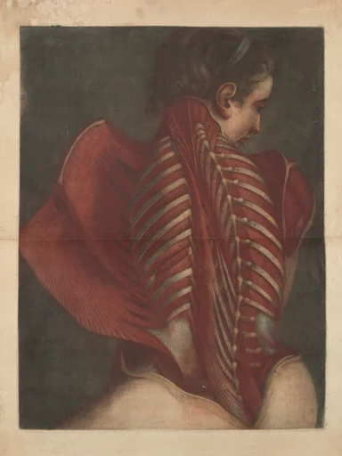 Myologie Complette en Couleur et Grandeur Naturelle