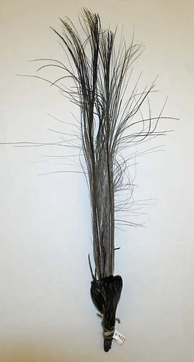 Aigrette