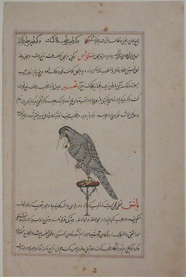 "Hawk on Perch", Folio from a Bestiary and Herbal — Unknown