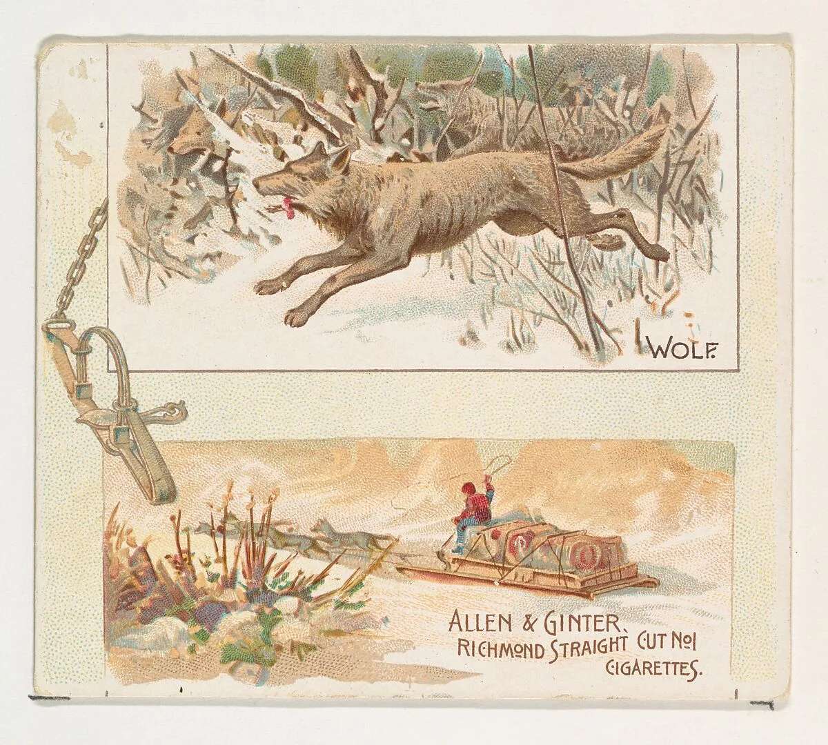 Wolf, from Quadrupeds series (N41) for Allen & Ginter Cigarettes — Allen & Ginter|Lindner, Eddy & Claus