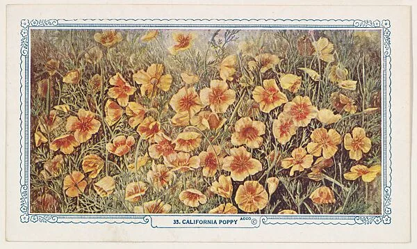 33. California Poppy, bakery insert card from the Flower Pictures series (D36), issued by the Freihofer Baking Company — Freihofer Baking Company