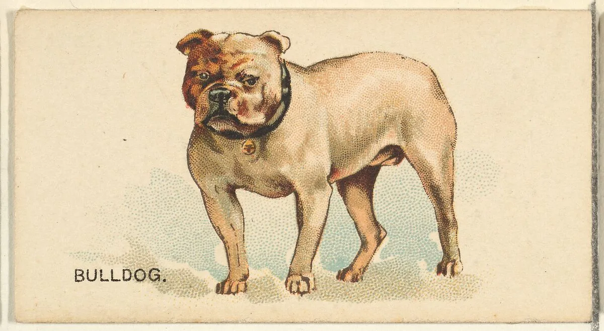 Bulldog, from the Dogs of the World series for Old Judge Cigarettes — Goodwin & Company