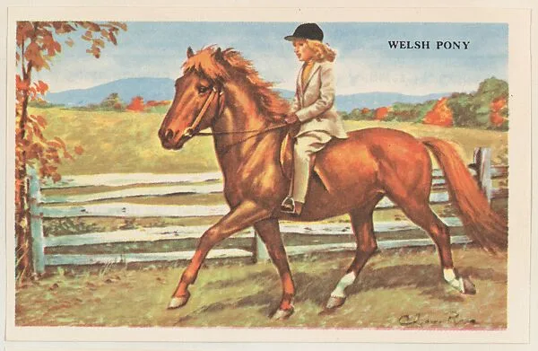 Welsh Pony, bakery card from the Horses series (D39-5), issued by the Gordon Bread Company — Gordon Bread Company
