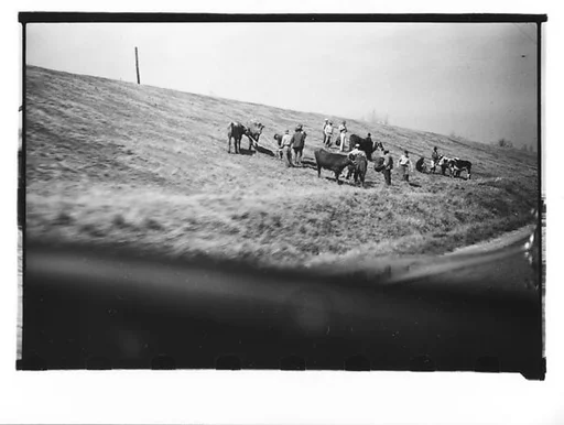 [Group of Men with Cattle on Levee, From Moving Automobile, Louisiana]