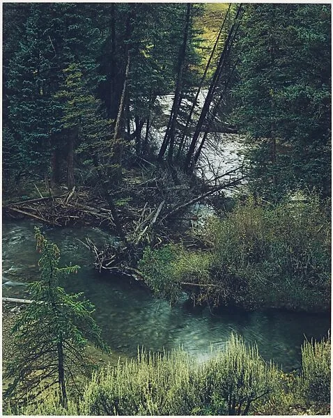 Spruce Trees and River, New Mexico — Eliot Porter