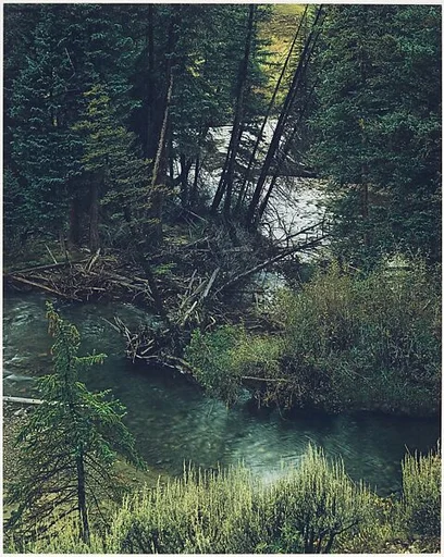 Spruce Trees and River, New Mexico