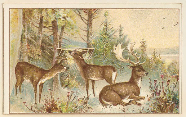 Deer, bakery card from the Picture Cards series (D63), issued by the Vienna Model Bakery — Vienna Model Bakery