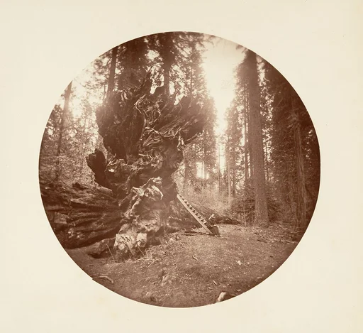 The Father of the Forest - The Horse Back Side. Calaveras Grove