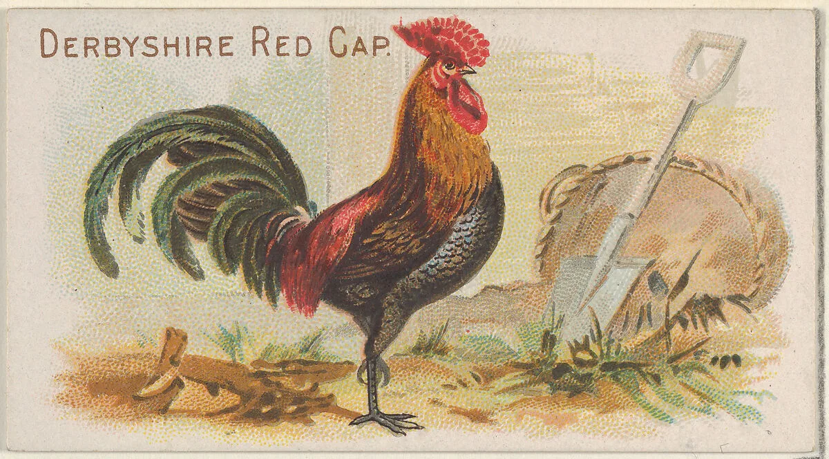 Derbyshire Red Cap, from the Prize and Game Chickens series (N20) for Allen & Ginter Cigarettes — Allen & Ginter|The Gast Lithograph & Engraving Company