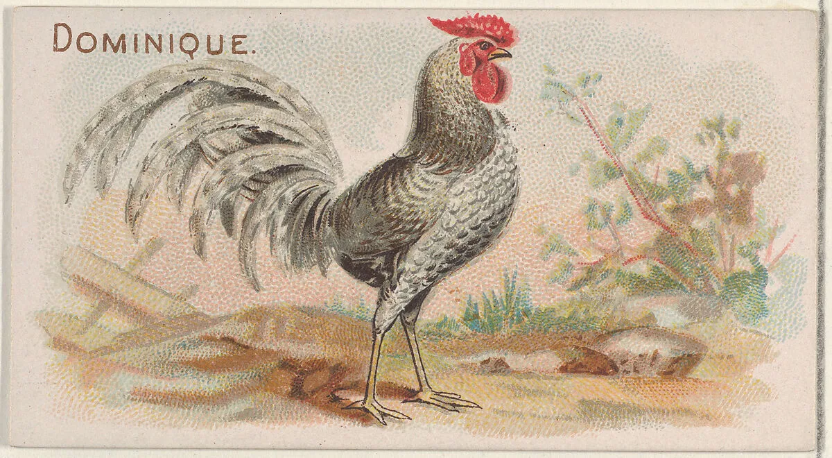 Dominique, from the Prize and Game Chickens series (N20) for Allen & Ginter Cigarettes — Allen & Ginter|The Gast Lithograph & Engraving Company