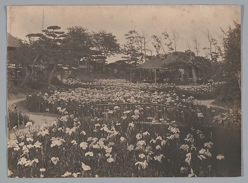 [Horikiri Iris Garden, Tokyo, Japan]