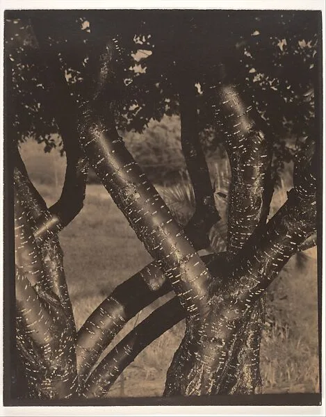 The Dancing Trees — Alfred Stieglitz