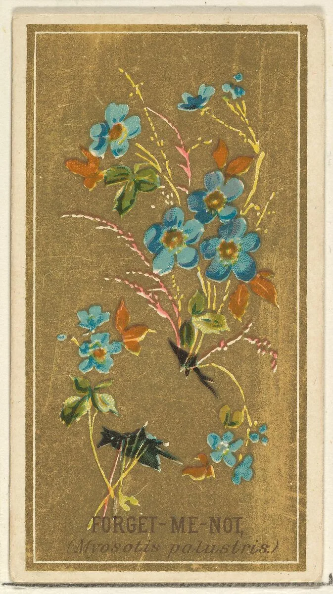 Forget-Me-Not (Myosotis palustris), from the Flowers series for Old Judge Cigarettes — Goodwin & Company|George S. Harris & Sons