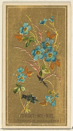 Forget-Me-Not (Myosotis palustris), from the Flowers series for Old Judge Cigarettes
