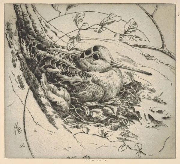 Nesting Woodcock — Henry Emerson Tuttle
