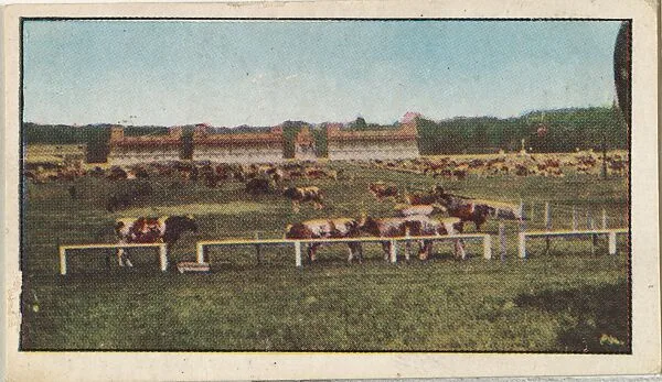 Card No. 149, War Turns Famous French Race Course into Pasture for Grazing Cattle, from the World War I Scenes series (T121) issued by Sweet Caporal Cigarettes — American Tobacco Company|Underwood & Underwood
