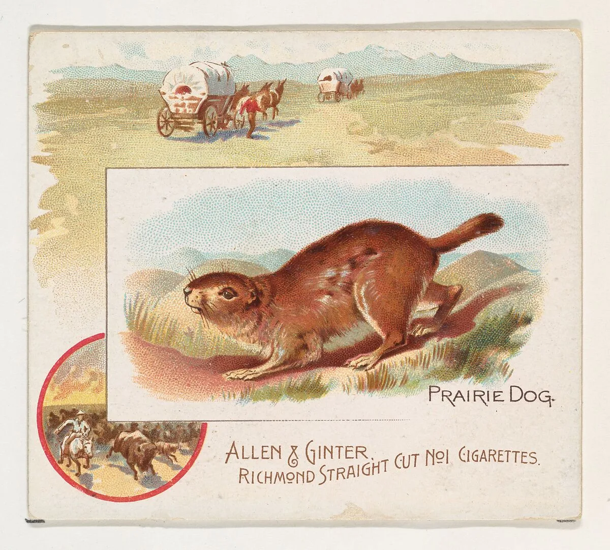 Prairie Dog, from Quadrupeds series (N41) for Allen & Ginter Cigarettes — Allen & Ginter|Lindner, Eddy & Claus