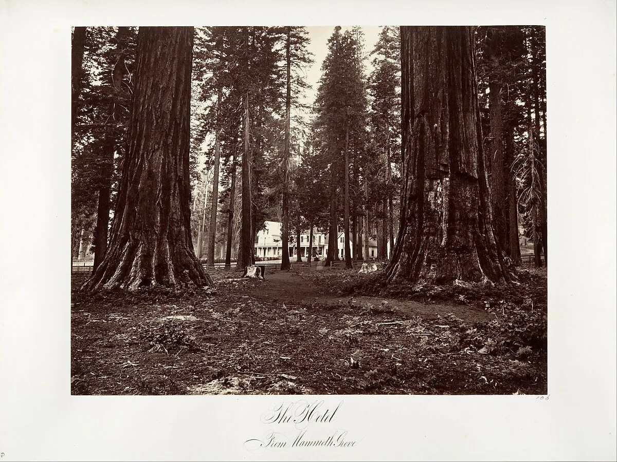 The Hotel from Mammoth Grove — Carleton E. Watkins