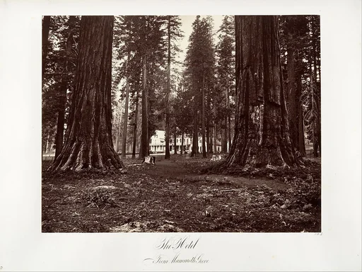 The Hotel from Mammoth Grove