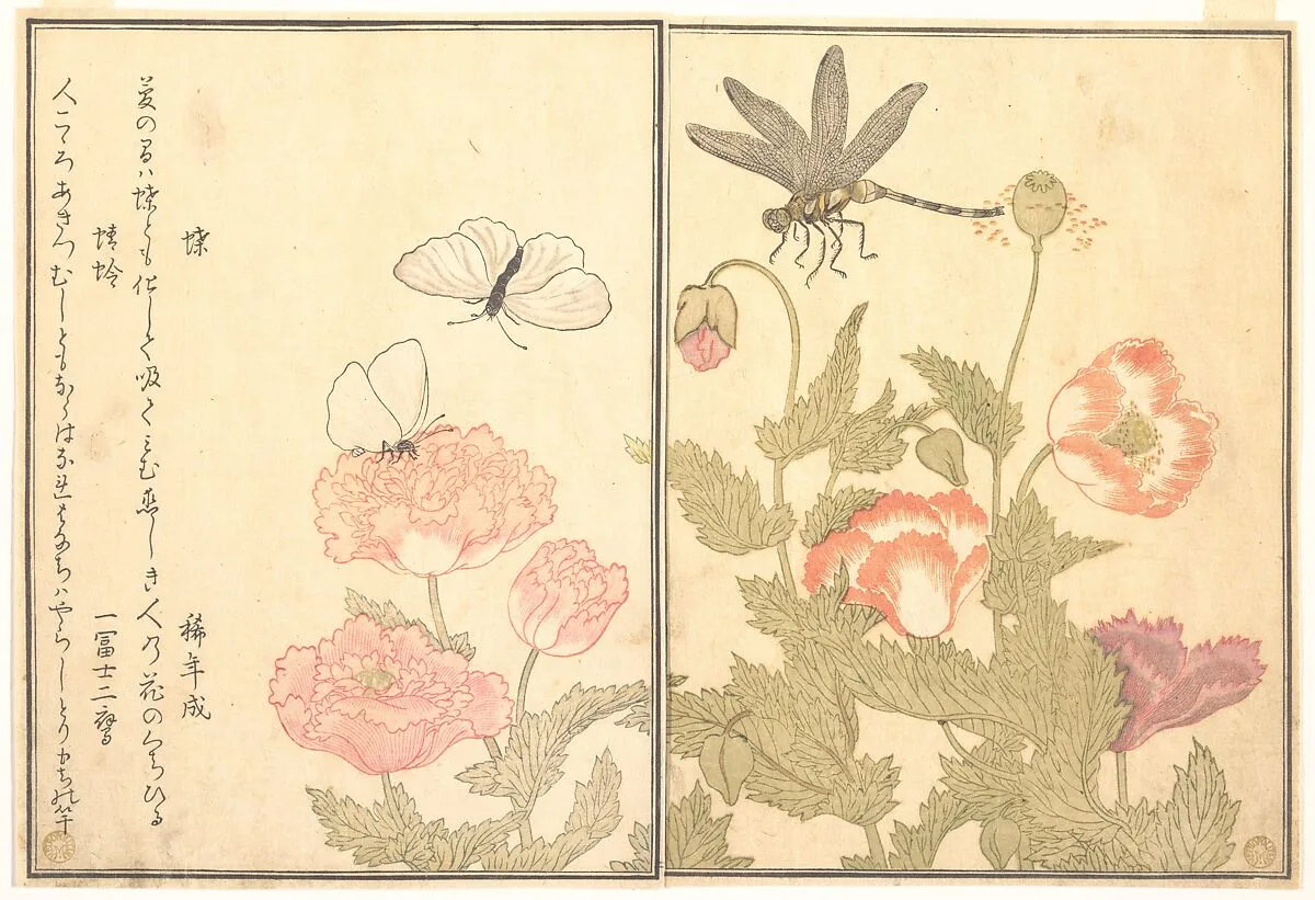 『画本虫撰』 「蝶」「蜻蛉」|Butterfly (Chō); Dragonfly (Kagerō or Tonbo), from the Picture Book of Crawling Creatures (Ehon mushi erami) — Kitagawa Utamaro