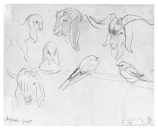 Syrian Goats and Bird