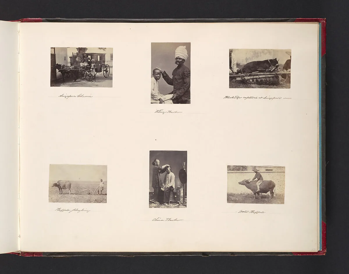 Barber; Black Tiger Captured in Singapore; Buffalo Ploughing; China Barber; Buffalo — John Thomson