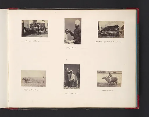 Barber; Black Tiger Captured in Singapore; Buffalo Ploughing; China Barber; Buffalo
