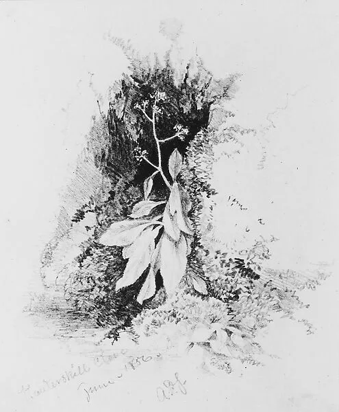 Study of a Ground Plant in Kauterskill Clove — Aaron Draper Shattuck