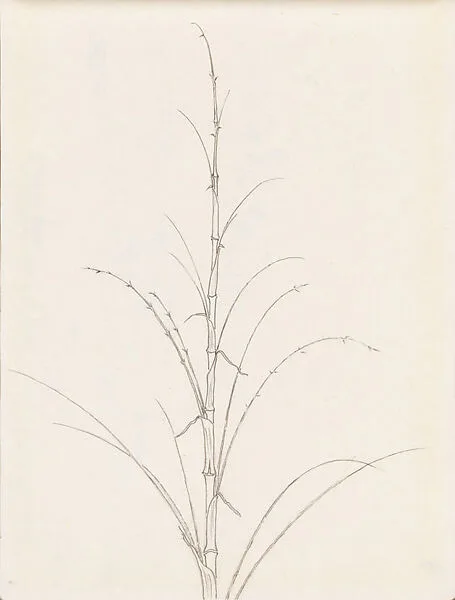 現代 謝稚柳 竹圖 冊頁|Bamboo — Xie Zhiliu