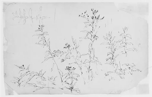 Flower Study (from Sketchbook)