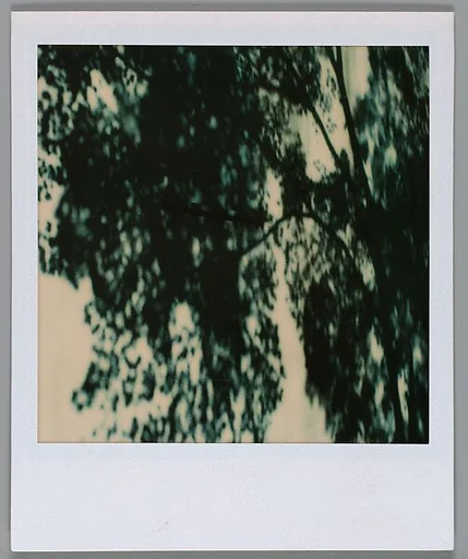 [Shadowed Tree Patterns]