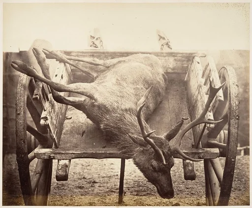 [Stag in Cart]