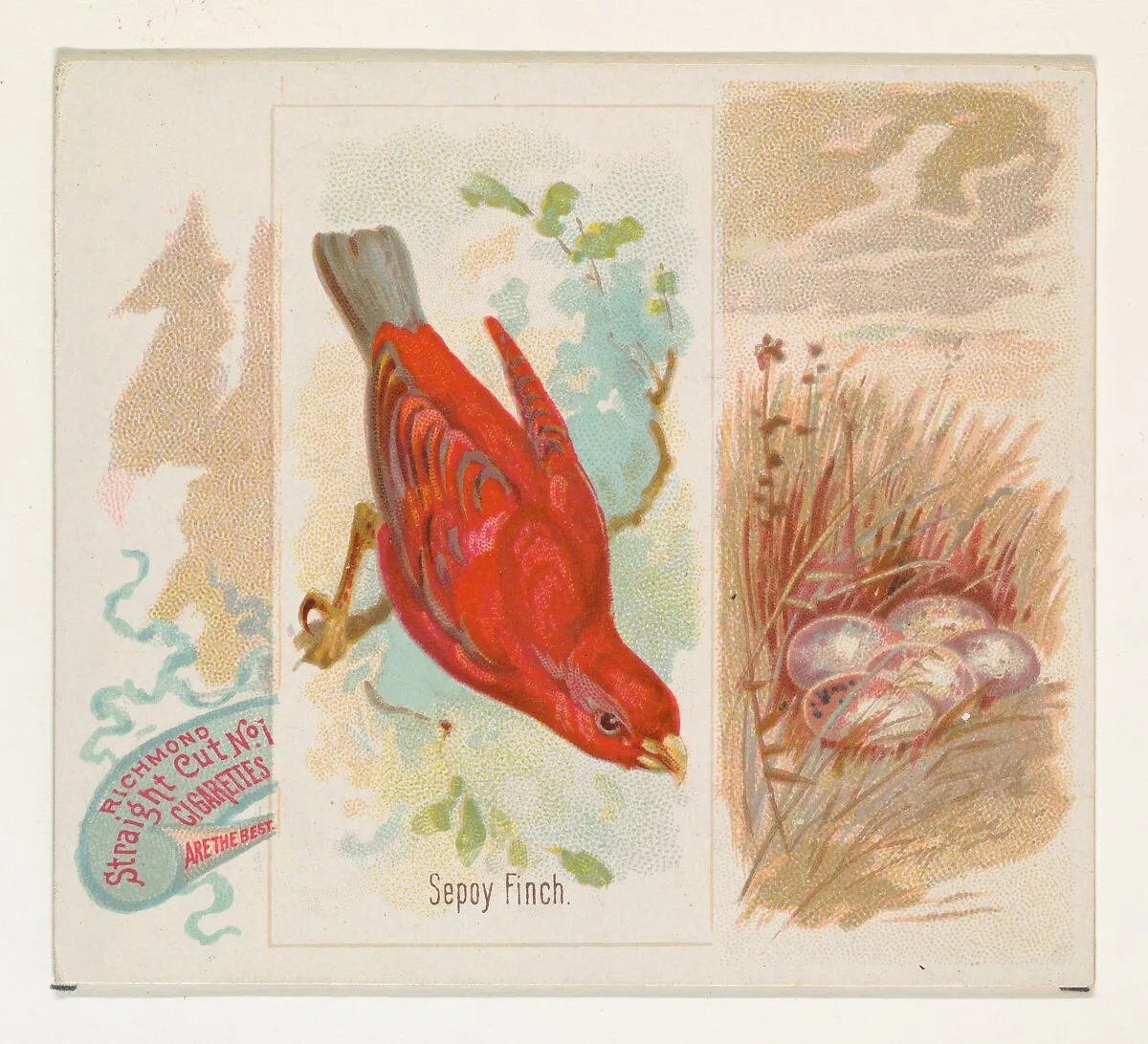 Sepoy Finch, from the Song Birds of the World series (N42) for Allen & Ginter Cigarettes — Allen & Ginter|George S. Harris & Sons