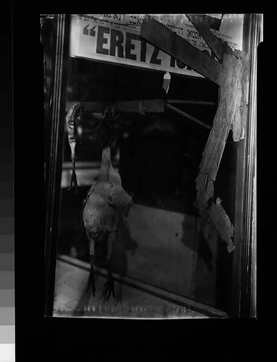 [Butcher Shop Window Display, Brooklyn, New York]