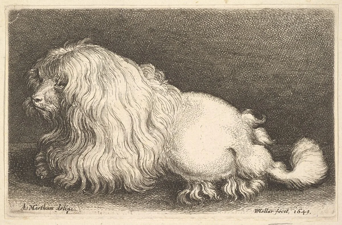 White dog — Adriaen Matham|Wenceslaus Hollar