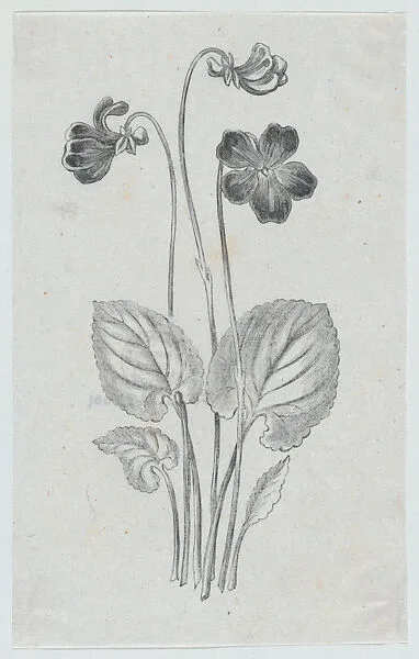 Botanical illustration — Félix Leblanc