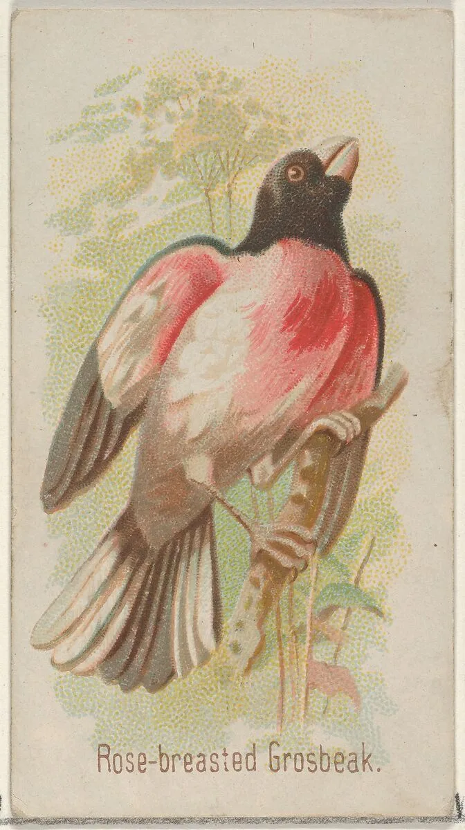Rose-breasted Grosbeak, from the Song Birds of the World series (N23) for Allen & Ginter Cigarettes — George S. Harris & Sons|Allen & Ginter