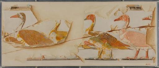 Geese and Ducks