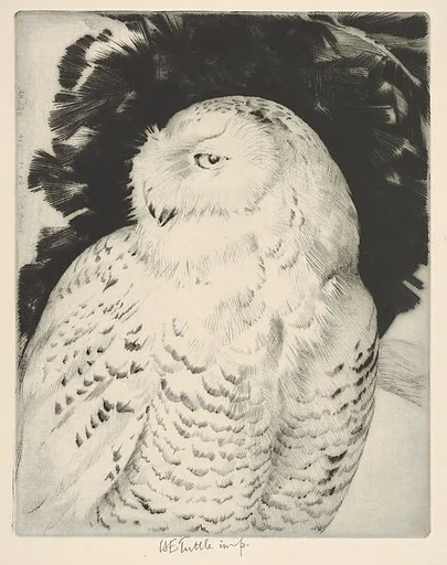 Portrait: Snowy Owl