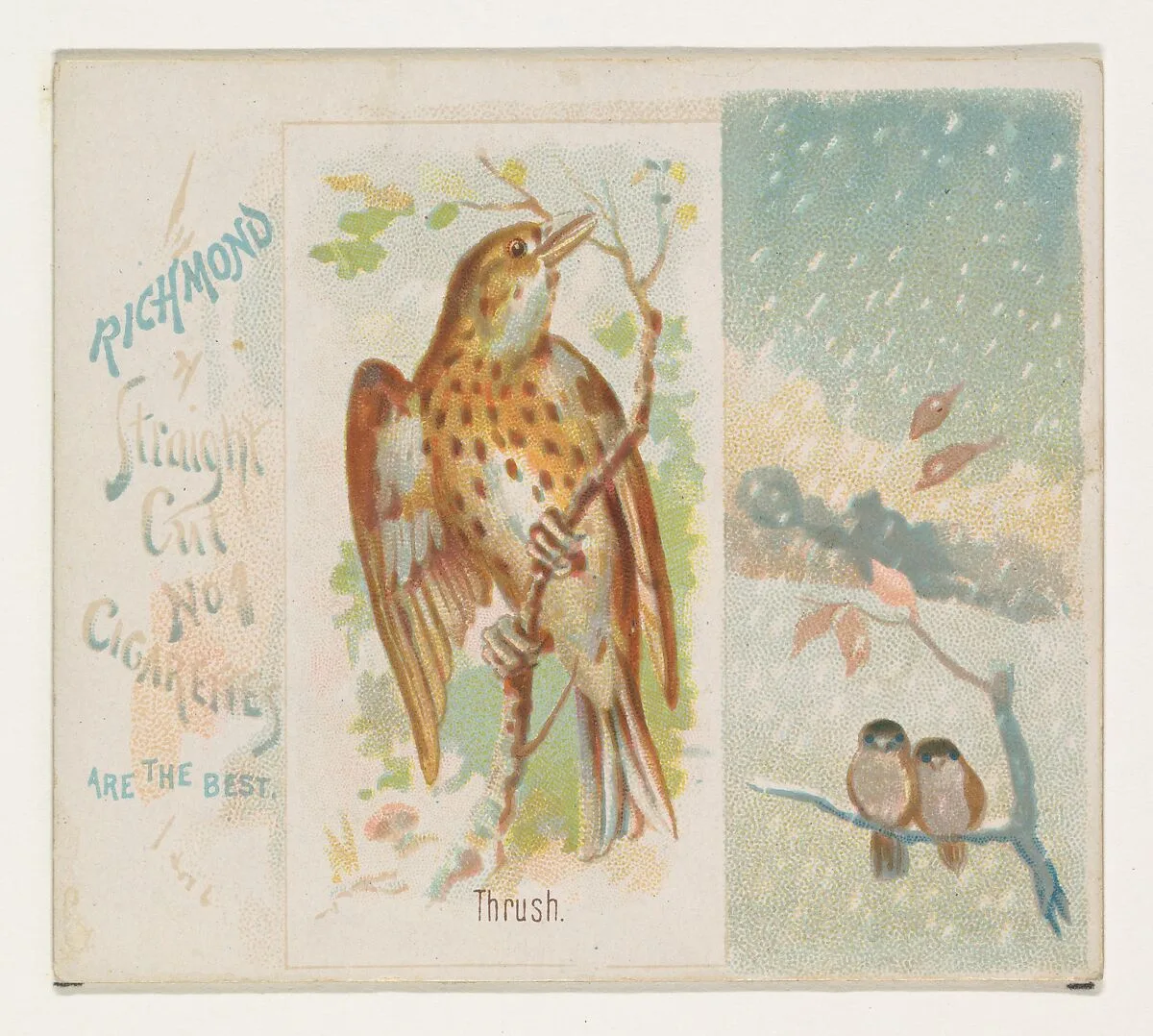 Thrush, from the Song Birds of the World series (N42) for Allen & Ginter Cigarettes — Allen & Ginter|George S. Harris & Sons