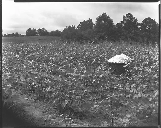 [Cotton Bale in Field, Hale County, Alabama]