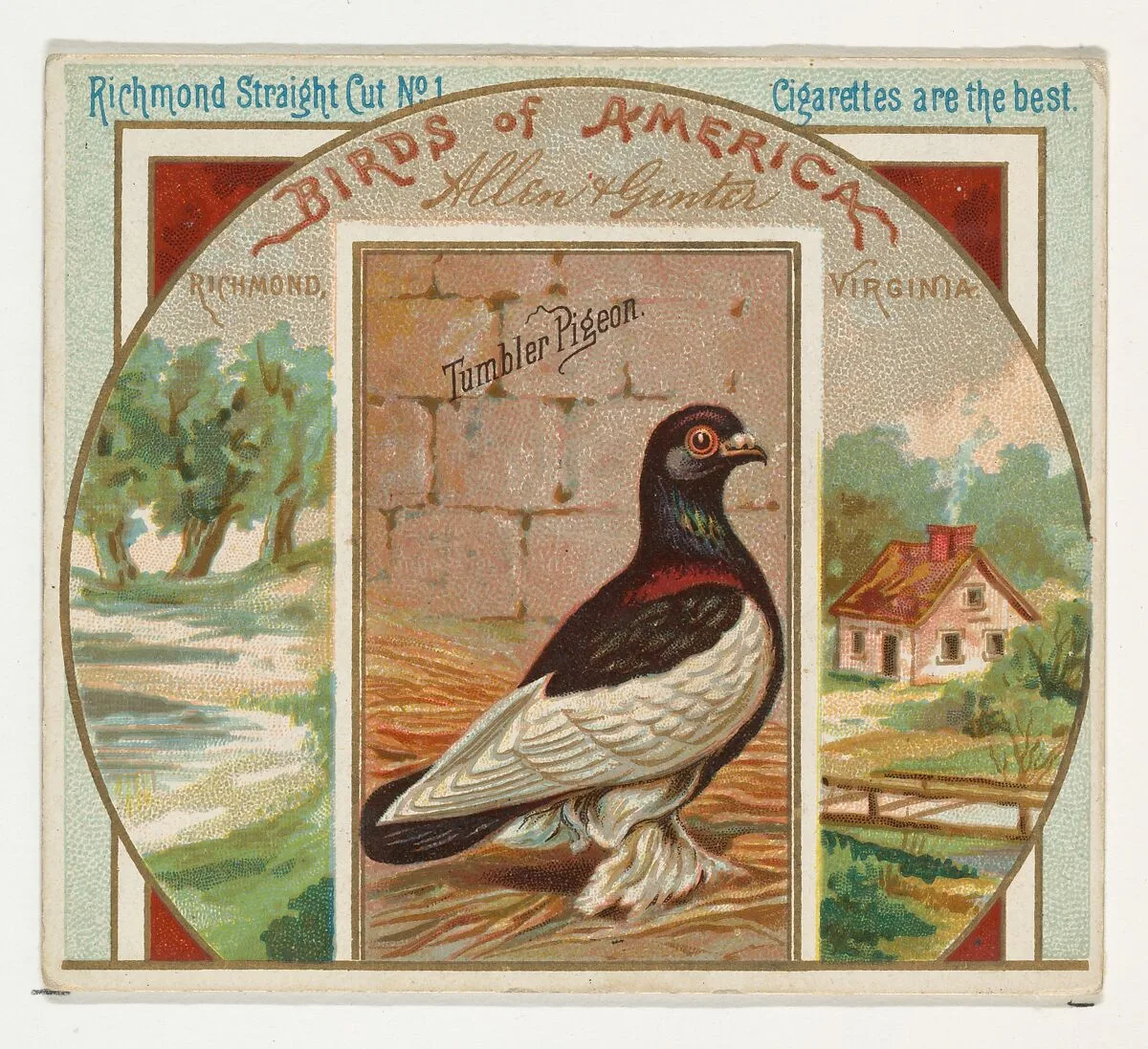 Tumbler Pigeon, from the Birds of America series (N37) for Allen & Ginter Cigarettes — Allen & Ginter