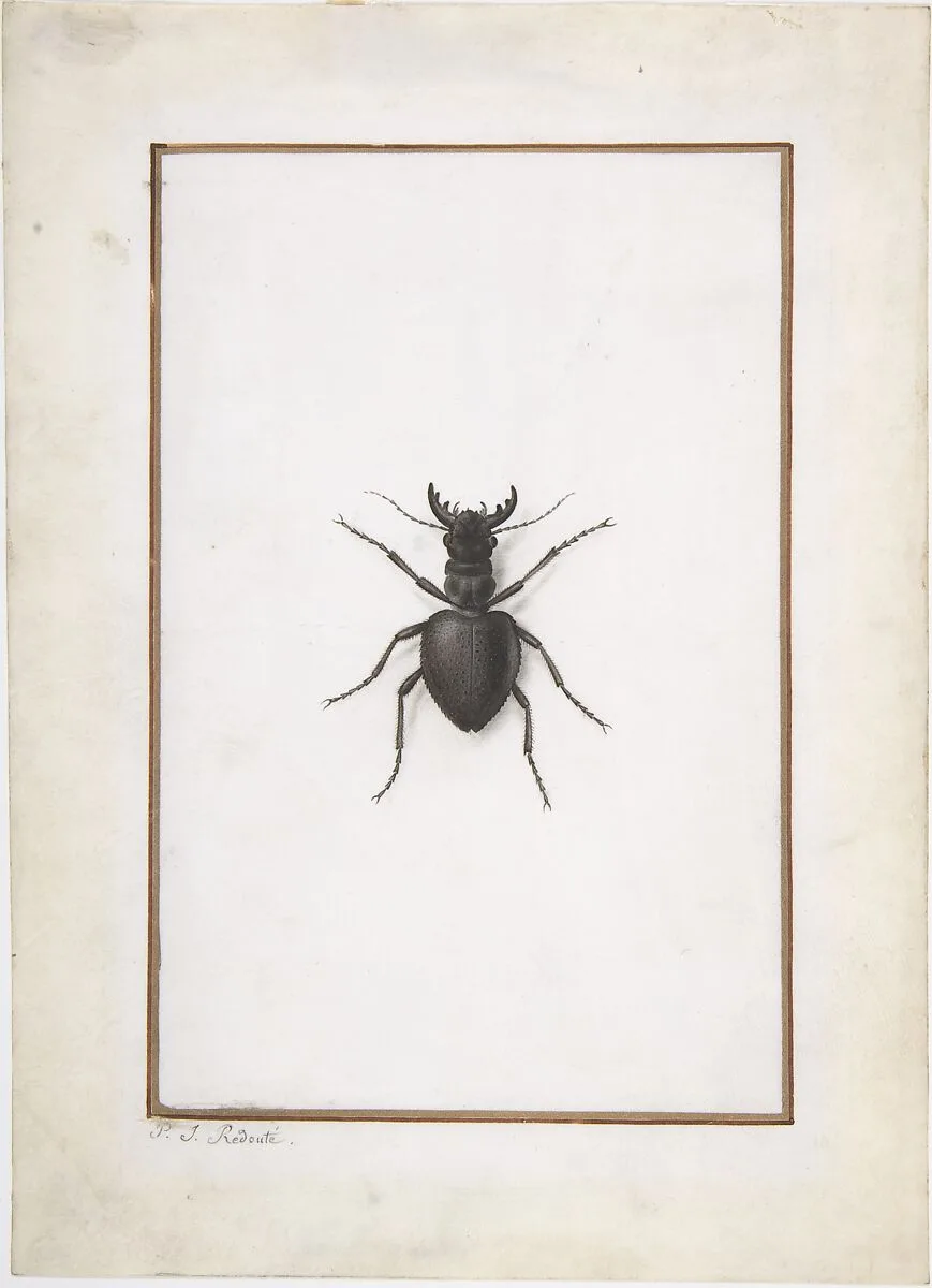 A Stag Beetle — Pierre Joseph Redouté