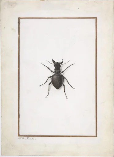 A Stag Beetle