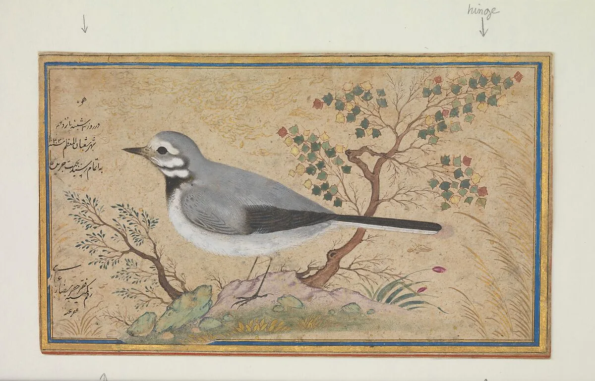 Study of a Bird — Riza-yi 'Abbasi