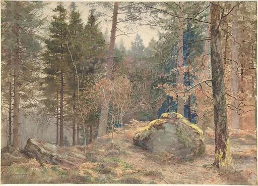 In a Welsh Pine Wood