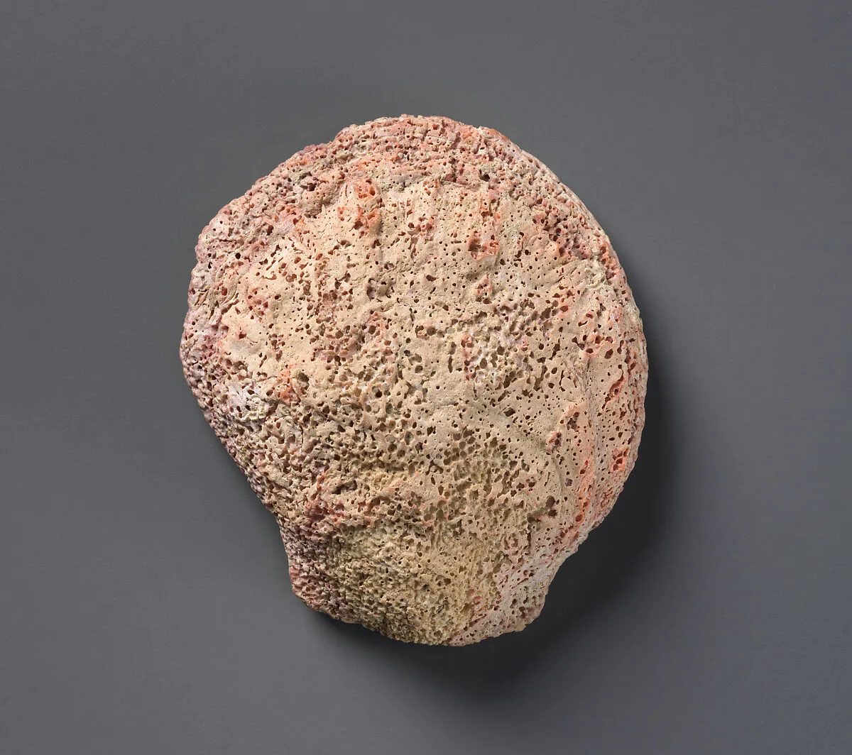 Scallop shell — Unknown