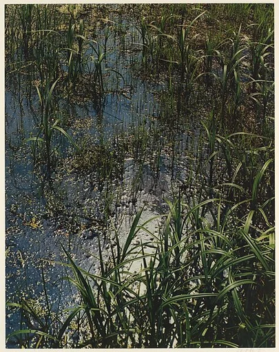 Near Mason Pond, Hamilton County, Adirondack Park, New York