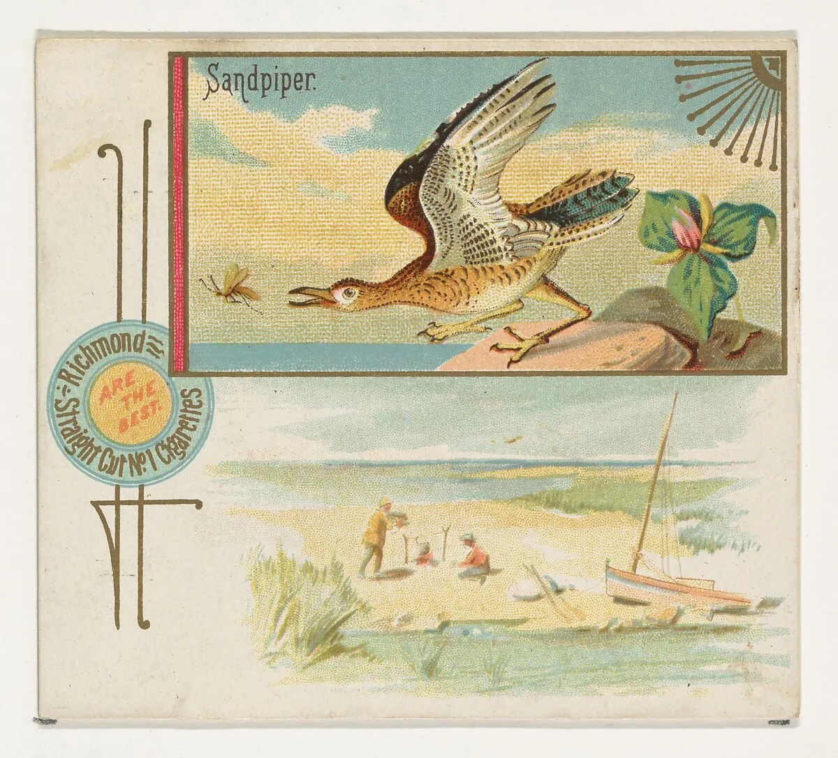 Sandpiper, from the Game Birds series (N40) for Allen & Ginter Cigarettes — Allen & Ginter