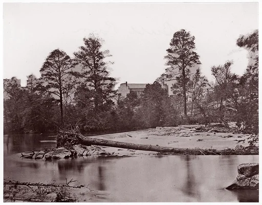 [Fallen Tree, Bull Run, Virginia]